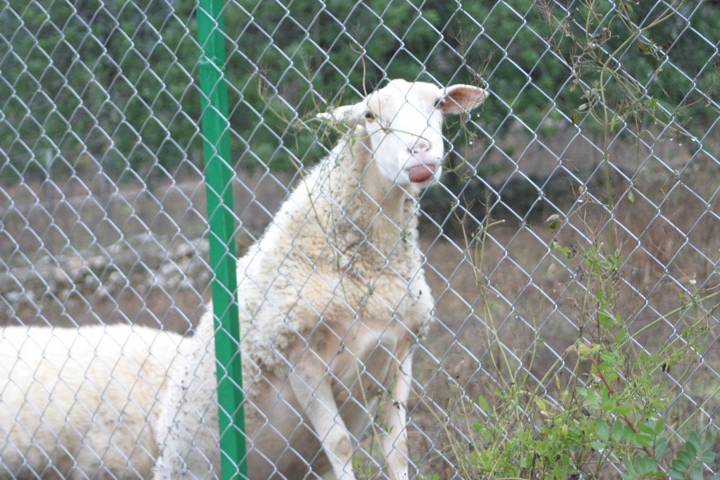 sesfontsufanes 048